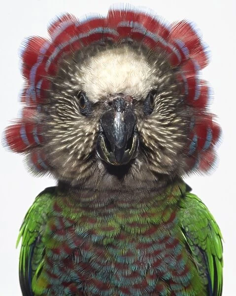 Front view head close-up of a Red-Fan Parrot showing the hooked bill and staring eyes. The bird has spread its crest feathers into a broad fan framing the face. Also known as the Hawk-headed parrot