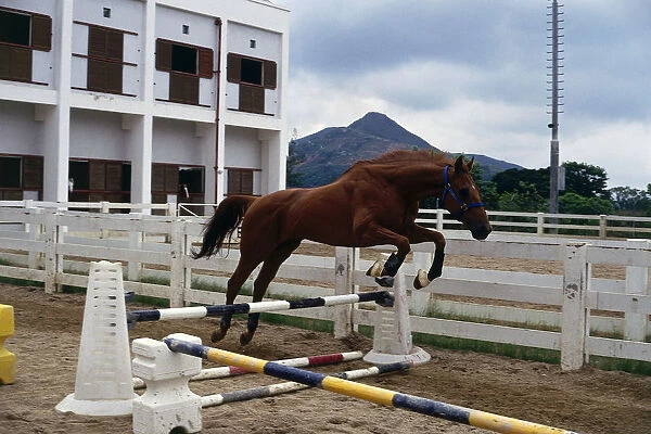 Side view of a horse in mid-jump being schooled to jump over a striped pole. The horse has no rider and is only wearing a headcollar and no other tack