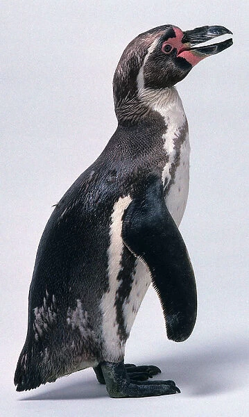 Side view of a Humboldt penguin