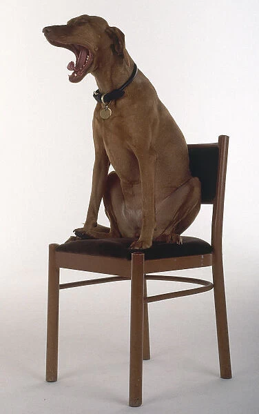 Side view of a Hungarian Vizsla Dog sitting on a wooden chair