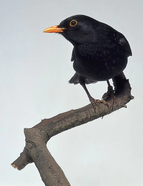 Front view of a male Eurasian Blackbird, perching on a thin branch, with its head in profile showing the bluntish bill, oranged-rimmed eye, bold, pure-black plumage, and athletic legs