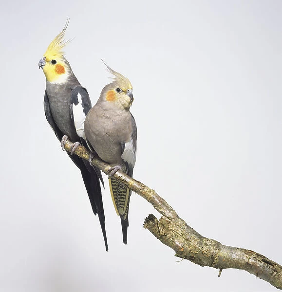 Front view of two male and female Cockatiels, perching on a branch, showing the raised crests, light red cheek pattern, and white wing patch