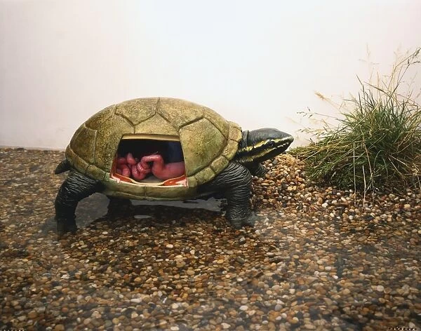 Side view of model of Stinkpot Turtle crawling from water with head and legs extending