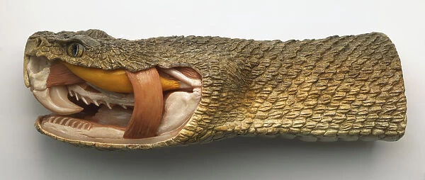 Side view of model of Timber Rattlesnake head with nostril-like heat-sensitive pit