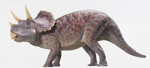 Side on view model of a triceratops