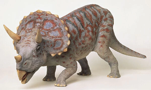 Front side view of a model Triceratops dinosaur with neck frills, horns, thick scaly skin