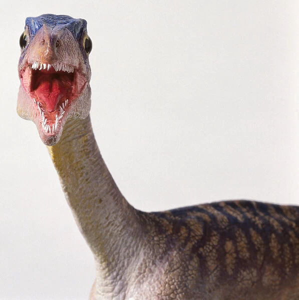 Front view with mouth open, model of a the head and long thin neck of a Compsognathus dinosaur