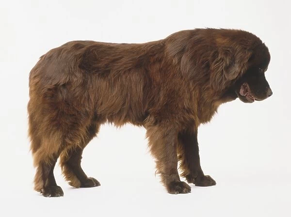Side view of a Newfoundland dog