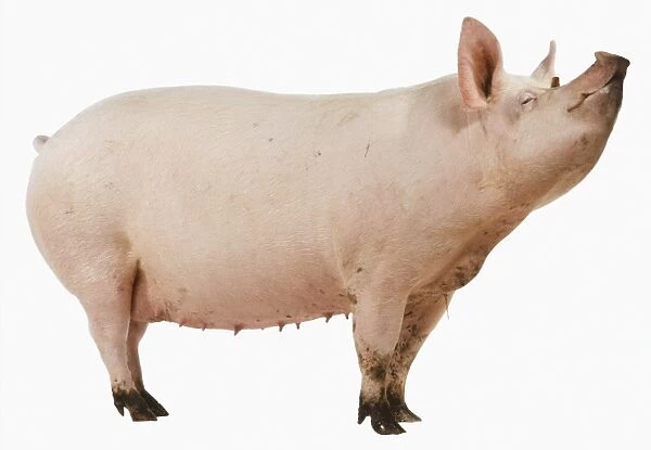 Side view of one-year-old Pink Pig with head up