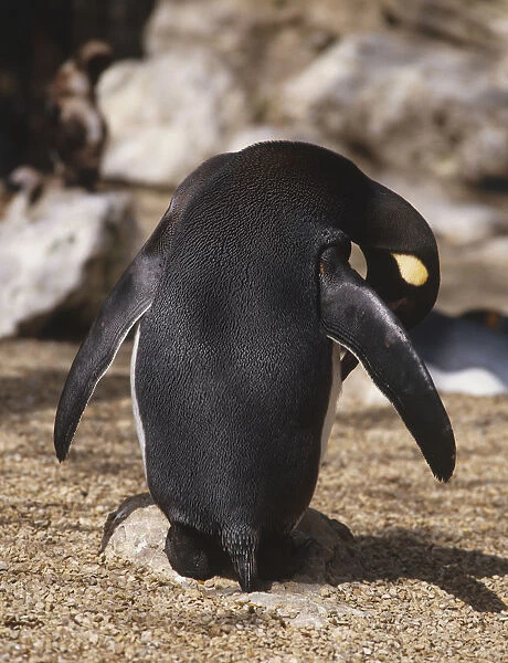Back view of a penguin approaching adulthood with its head tilted down to the left