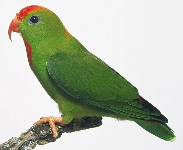 Side view of a Philippine Hanging Parrot with head in profile, perching on a branch, showing green body and wing plumage, red forehead, orange bill, and red patch on throat