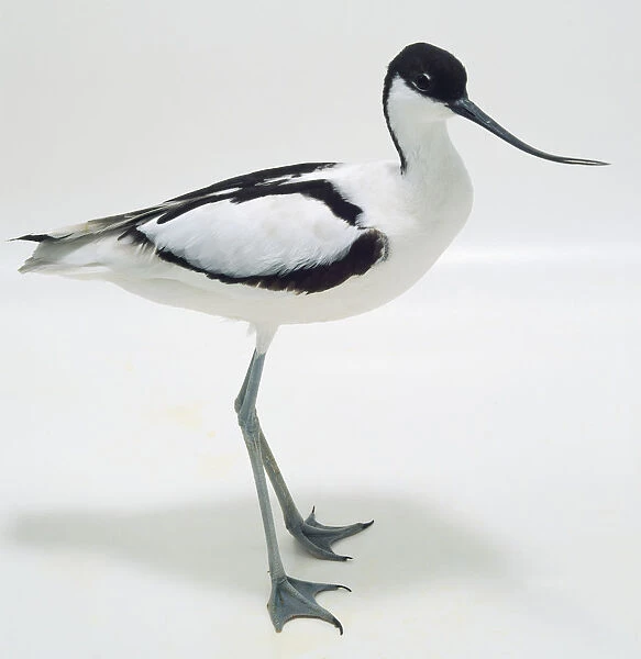 Side view of a Pied Avocet, with head in profile showing the slender, upcurved bill, long, tapering wings, long legs and webbed feet - unusual for a shorebird