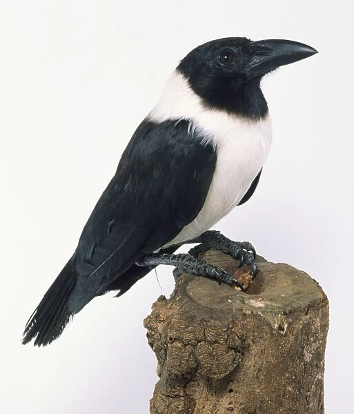Side view of a Pied Crow, perched on a tree stump, showing the head and bill  /  beak in profile