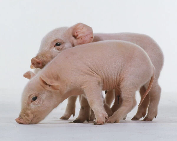 Side view of two pink piglets