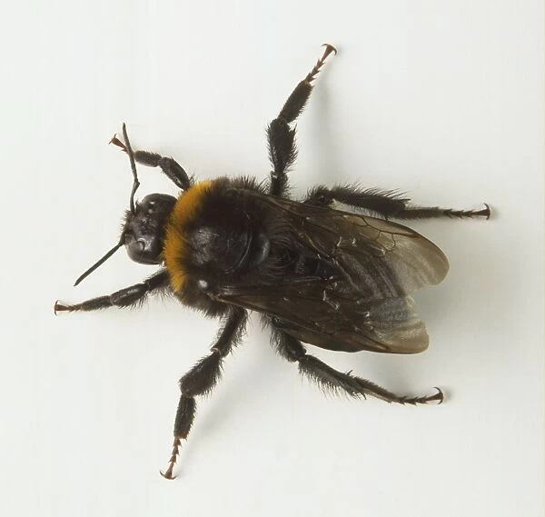 Above view queen bumble bee or bombus with hairy legs and body