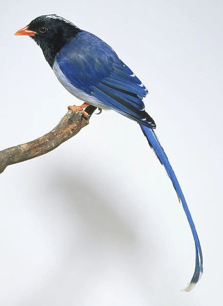 Side view of a Red-Billed Blue Magpie, Urocissa erythoryhncha, perching on a branch, with head in profile, showing the white crown stripe, glossy blue plumage, long, arching, graduated tail, and short, strong legs