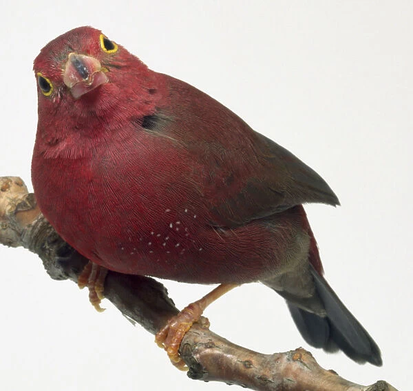 Side  /  front view of a Red-Billed Fire Finch, perching on a narrow branch in a slightly crouched pose, with its head facing forwards