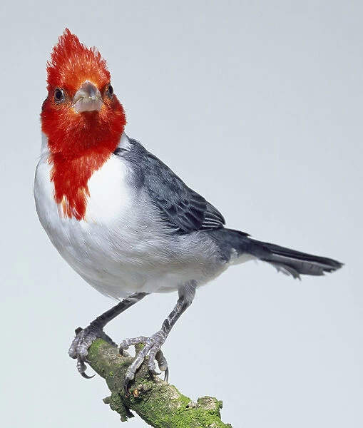 Front  /  side view of a Red-Crested Cardinal, perching on a lichen-covered branch, facing forwards, showing its impressive red crest, white collar, grey back and long, ground-feeders legs