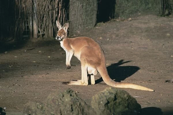 Side view of red kangaroo