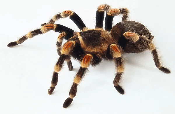 Side view of a Red Kneed Tarantula