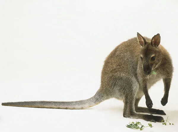 Side view of a Red-necked Wallaby (Macropus rufogriseus) facing forward