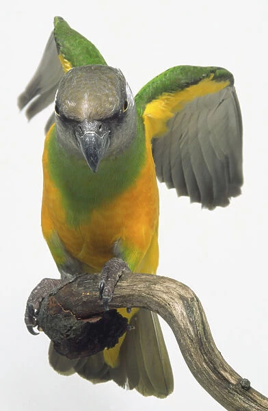 Front view of a Senegal Parrot, perched on a branch, just about to take-off with wings slightly raised