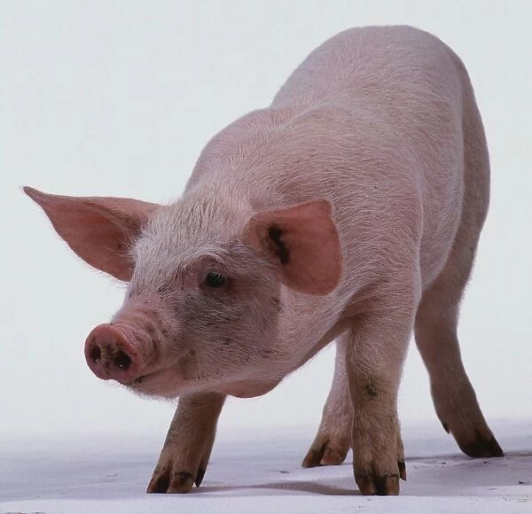 Front view of six-week-old Pink Piglet, with head down