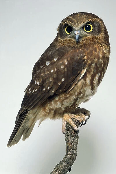 Side view of a Southern Boobook Owl, perching on a branch, with head facing forwards. The bird has a rounded head, prominent bill, large eyes, poorly defined facial discs, and downcovered legs and feet