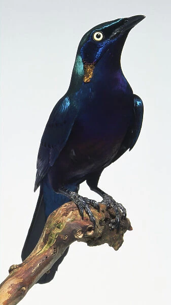Side view of a Splendid Glossy Starling, perching on a branch, with head in profile, showing bronze neck coverts, dark tips of wing coverts, long wings, and long, broad tail