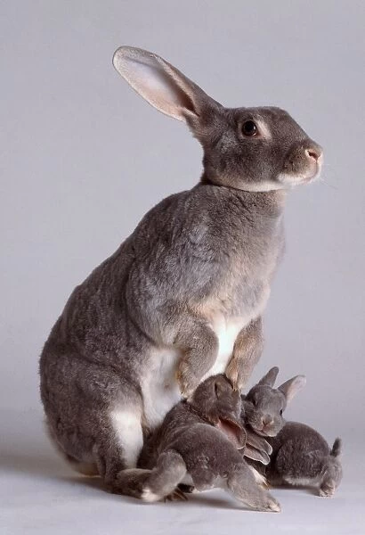 Side view of standing Grey female Rabbit with Rabbit kittens