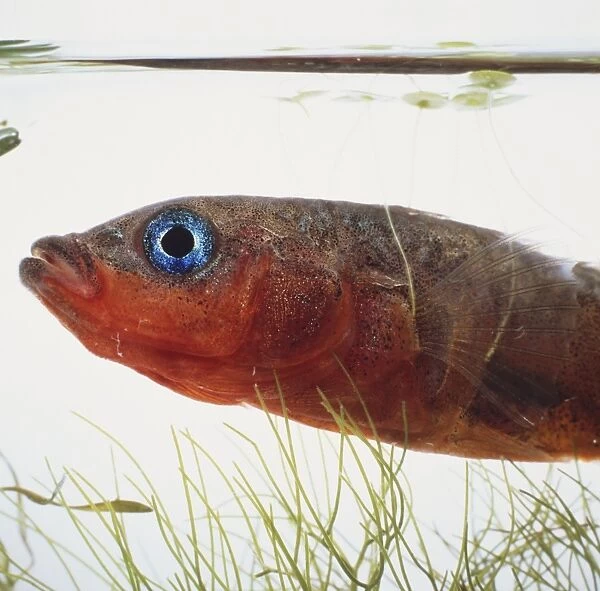 Side view Three-spined Stickleback, Gasterosteus aculeatus