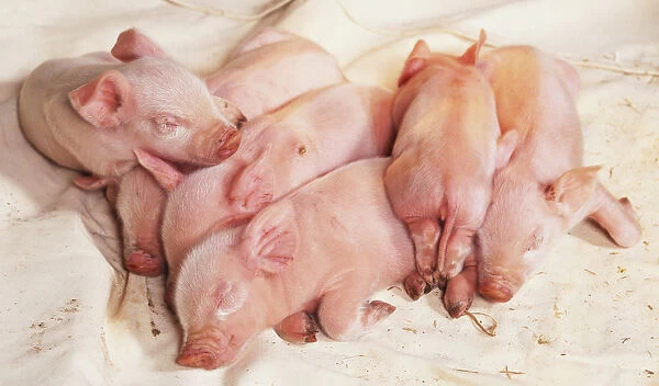 Front view of five two-day-old sleepy Pink Piglets, on straw
