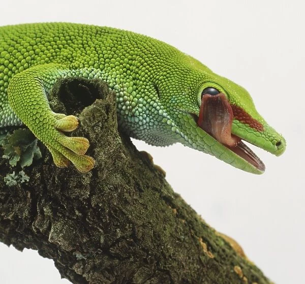 Side view of upper torso of Madagascar Day Gecko, Phelsuma madagascariensis, licking its lips