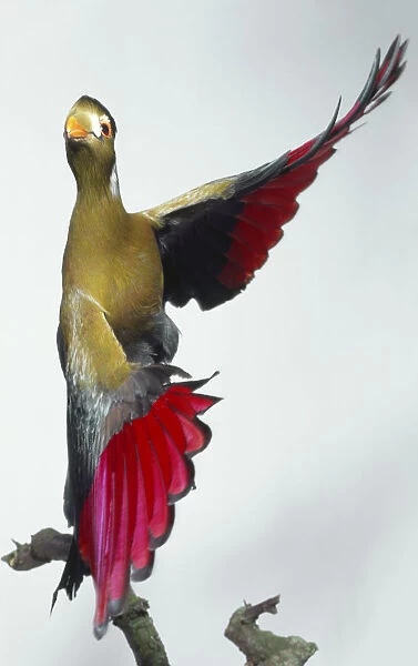 Side view of a White-Cheeked Turaco, Tauraco leucotis, in flight showing various colours in the plumage. Pure pigments in the plumage are unique to Turaco s