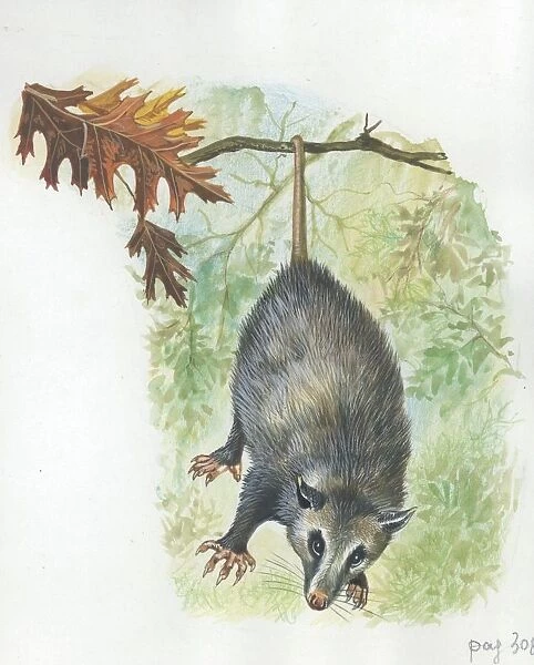 Virginia Opossum Didelphis virginiana hanging from branch, illustration