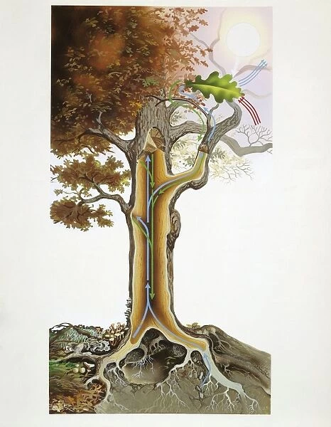 Vital cycle of a tree, illustration