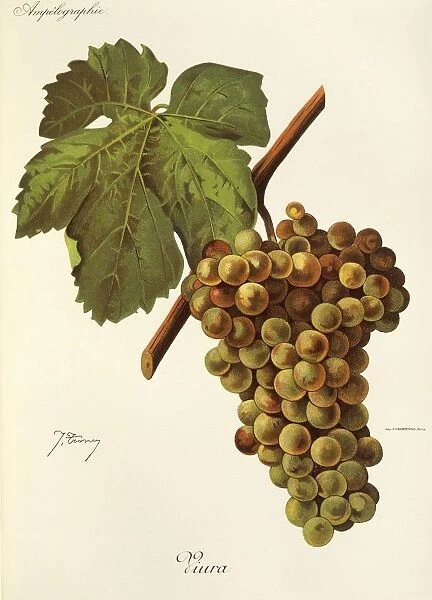 Viura grape, illustration by J. Troncy