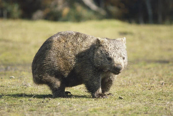 Vombatus ursinus common wombat, coarse-haired wombat. family vombatidae. wombat walking across grassland. the order marsupialia has now been further subdivided into several orders, the wombats belong to order diprotodontia