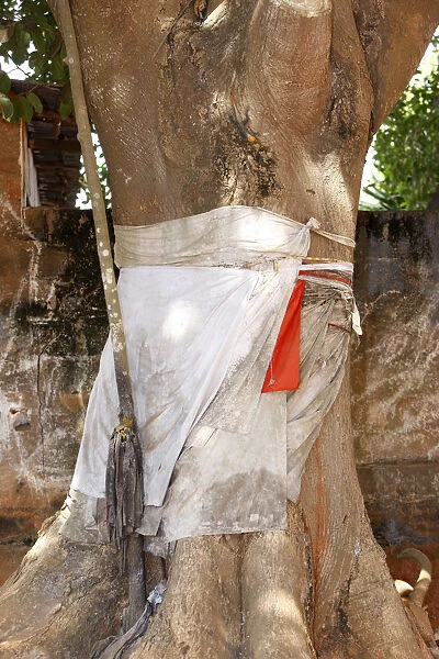 Voodoo sacred tree in Togoville