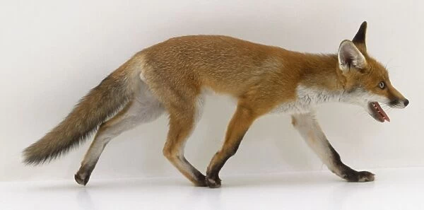 Vulpes vulpes, red fox, family canidae, side view of a twelve week old fox cub running with mouth open