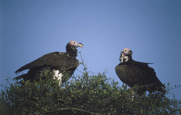 Two vultures perching on treetop, brown body, bald pink head, hooked beak, blue sky in background