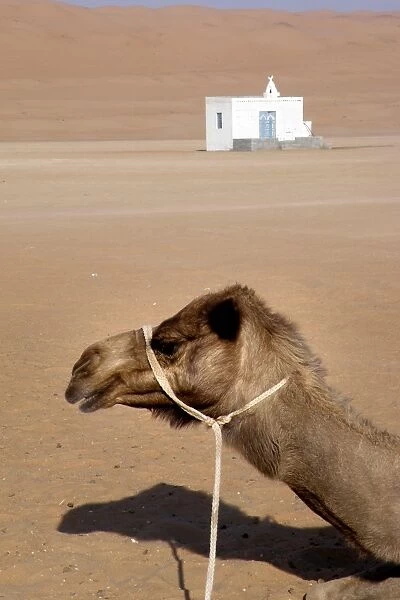 Wahiba Desert. Sultanate of Oman