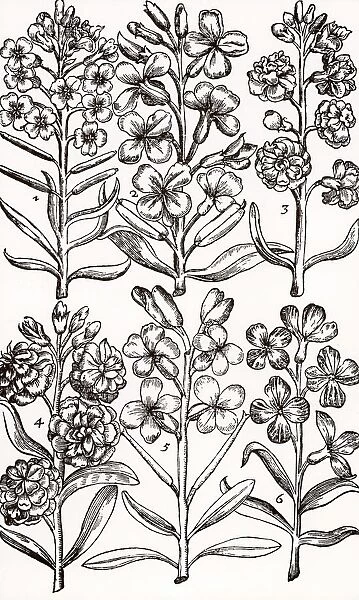 Wallfowers (Cheiranthus) also known as Gillyflowers. Woodcut from Paradisi in Sole