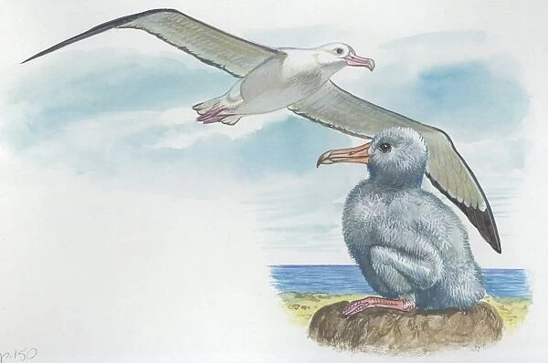 Wandering Albatross Diomedea exulans with chick, illustration