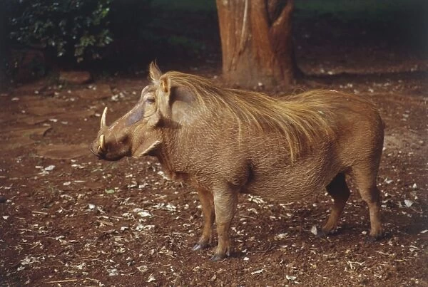 Warthog, Phacochoerus africanus, side view standing in dirt, brown skin, long mane flowing from head to middle-back, huge head, jaws bearing two sets of tusks, two pairs of bumps on face