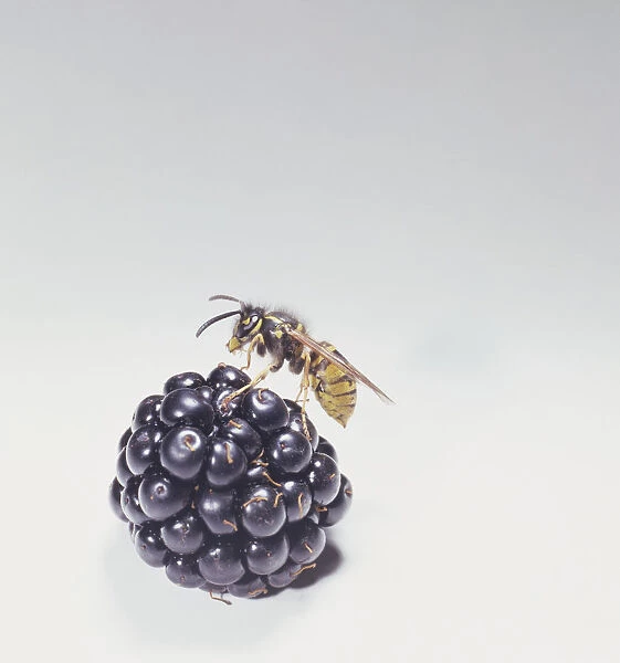 Wasp (Hymenoptera) on blackberry, close up
