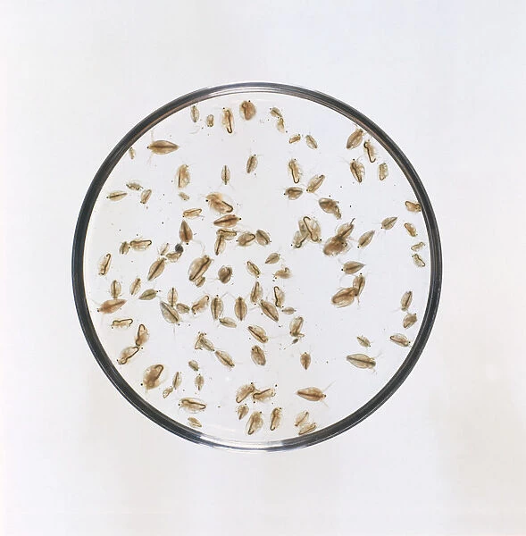 Water fleas (Daphnia sp. ) in petri dish, close-up