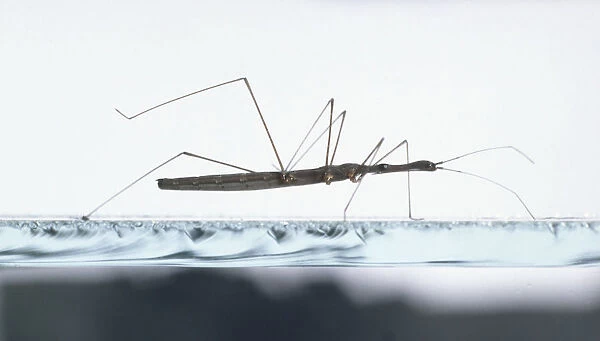 Water measurer (Hydrometra stagnorum), walking on pond surface, side view
