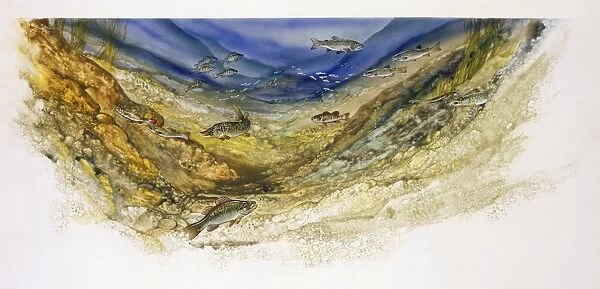 Watercolour painting of underwater showing typical fish of a large lake or pond, with perch, arctic char, muskellunge, large-mouth bass, walleye, pike, eel, lake trout, swimming along the bottom