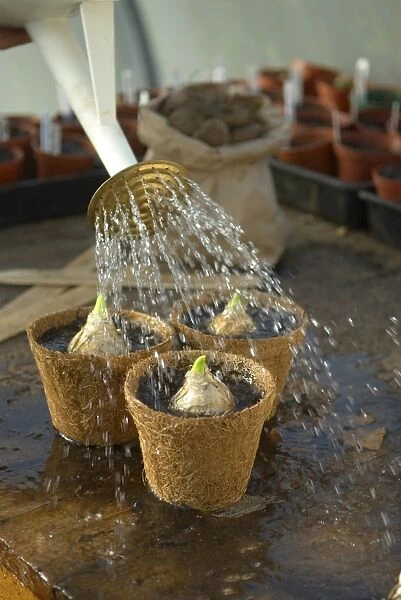 Watering bulbs in containers